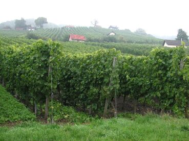 Weinberg