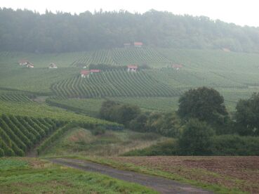 Weinberge